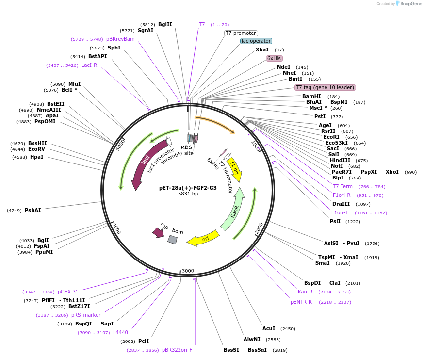 135521-plasmid-map-sequence-id-273044