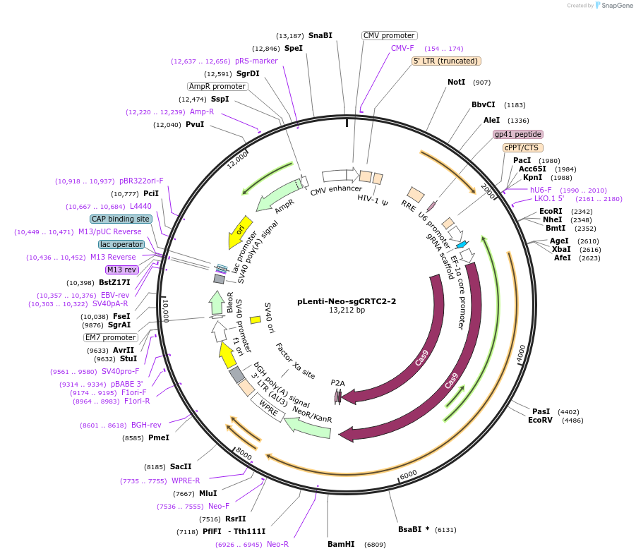 138703-plasmid-map-sequence-id-273051