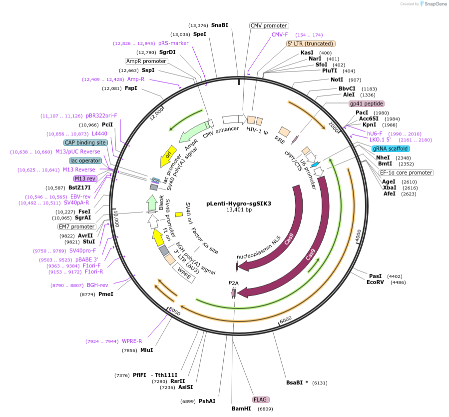138699-plasmid-map-sequence-id-273054