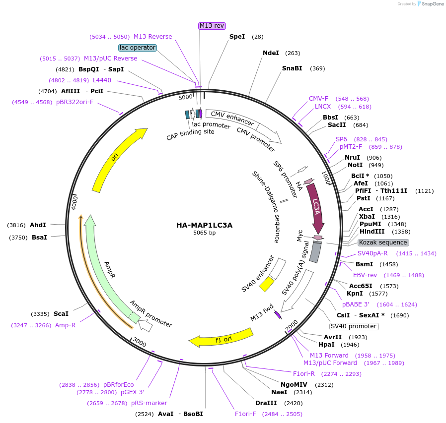 137756-plasmid-map-sequence-id-273069