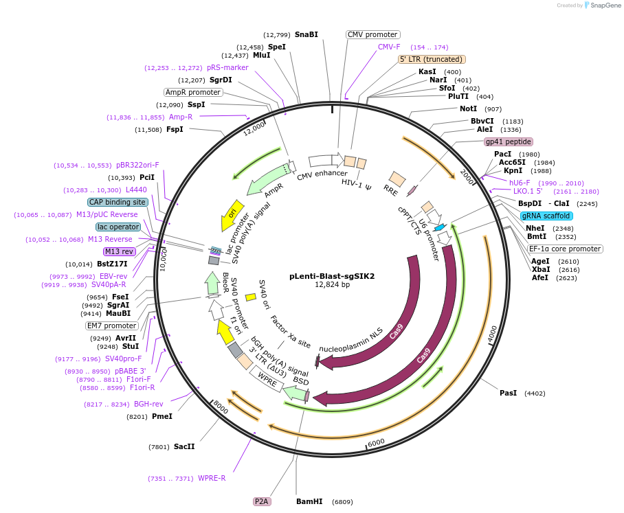 138708-plasmid-map-sequence-id-273073