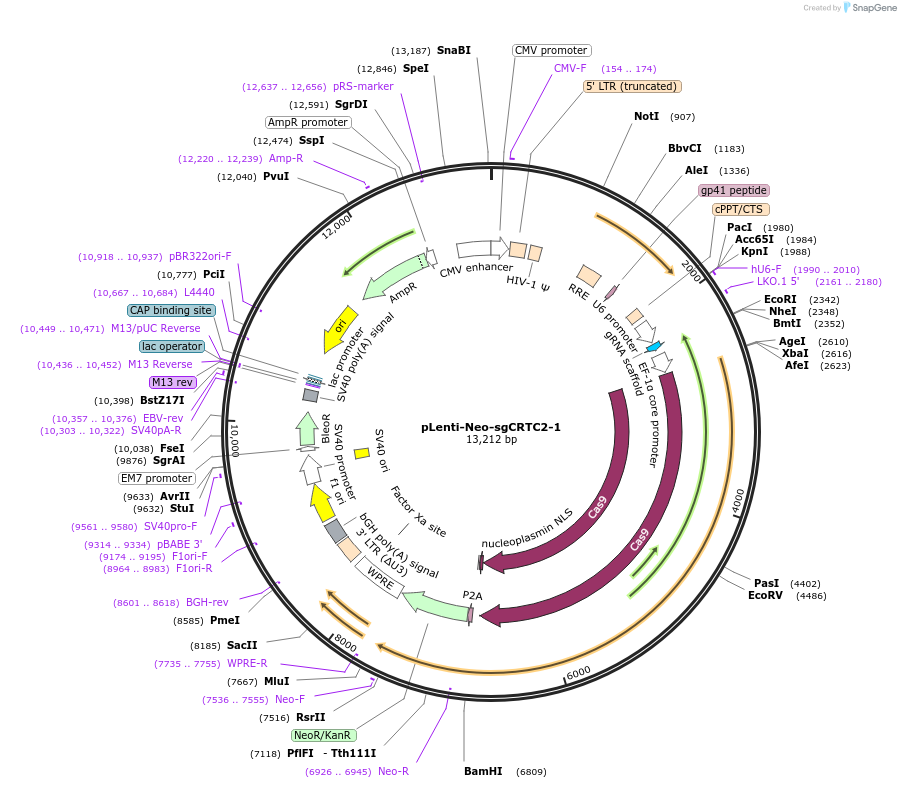 138702-plasmid-map-sequence-id-273083
