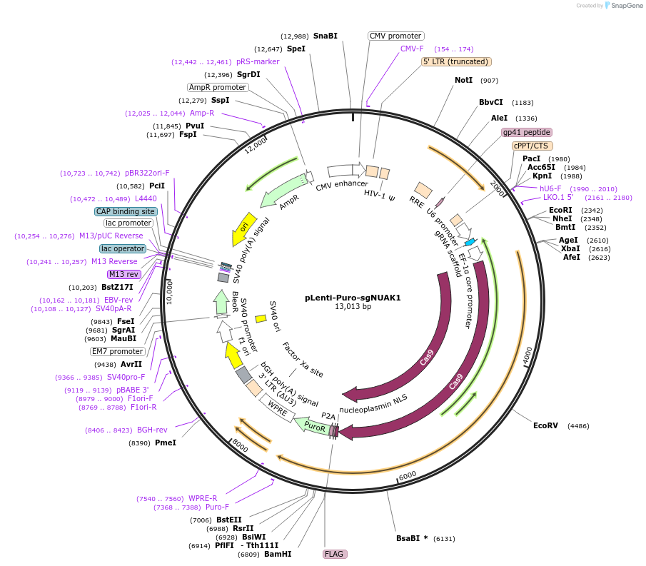 138692-plasmid-map-sequence-id-273102