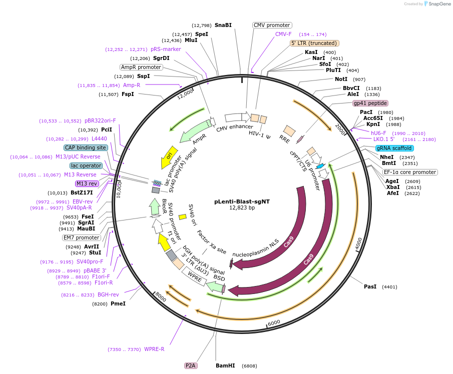 138678-plasmid-map-sequence-id-273106