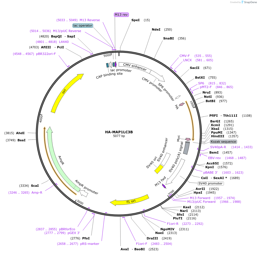 137757-plasmid-map-sequence-id-273108