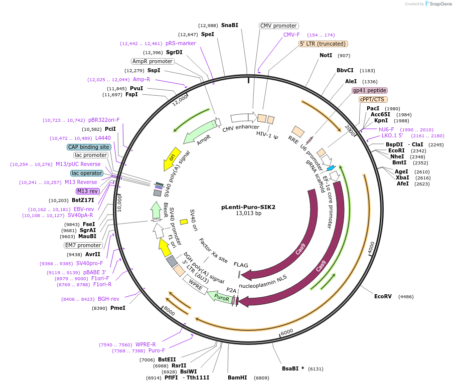 138696-plasmid-map-sequence-id-273110