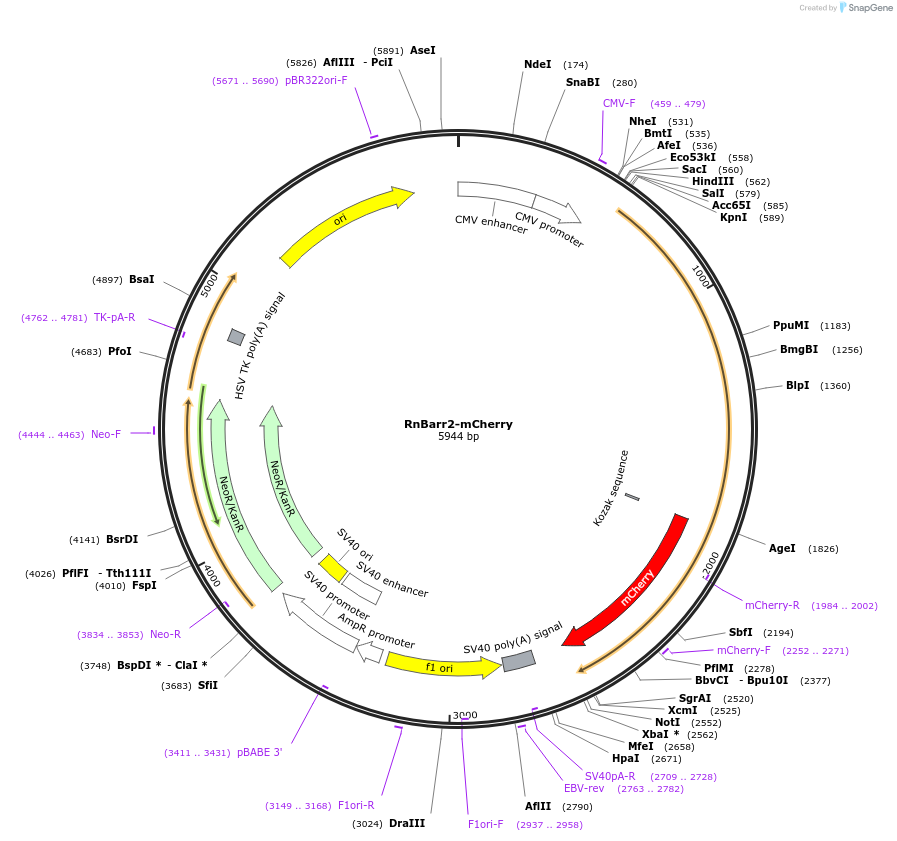 137794-plasmid-map-sequence-id-273117
