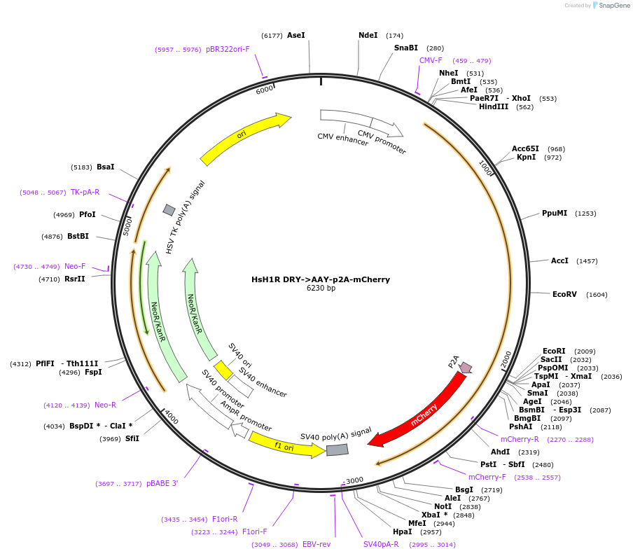 137787-plasmid-map-sequence-id-273122