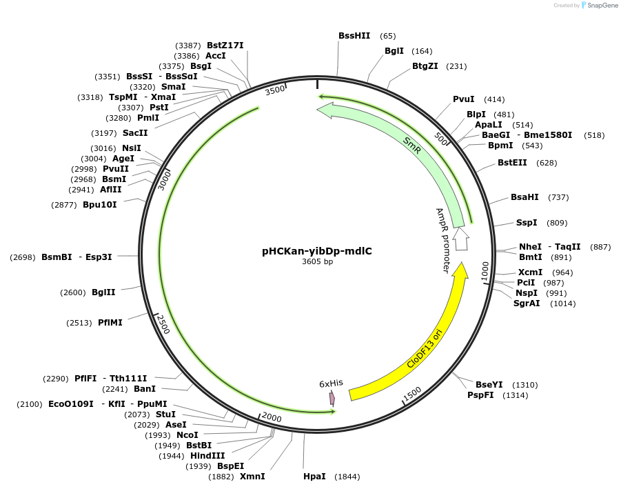 134590-plasmid-map-sequence-id-273126