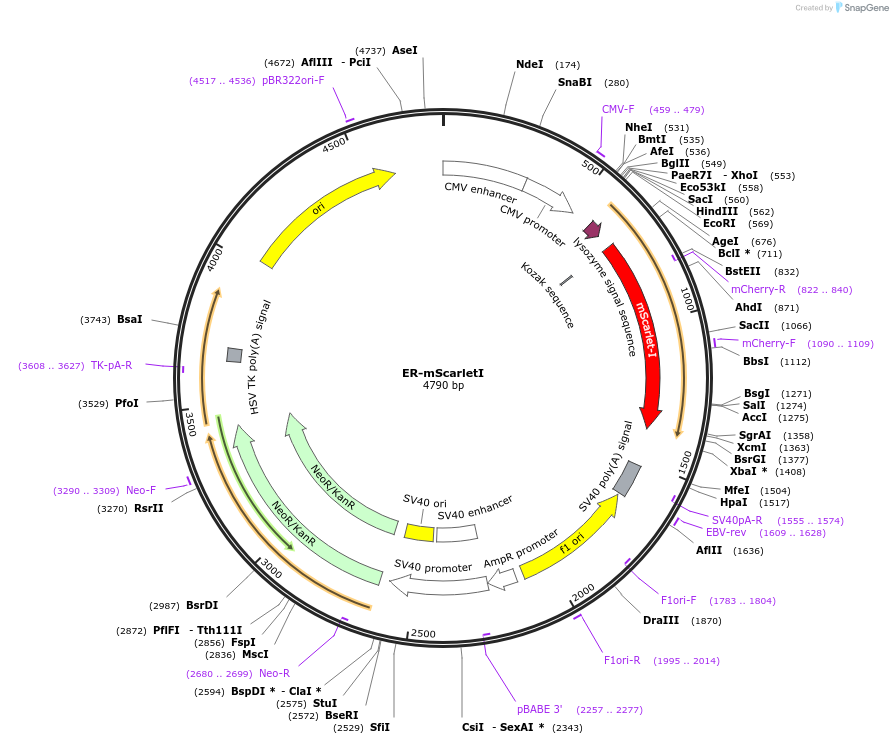 137805-plasmid-map-sequence-id-273127