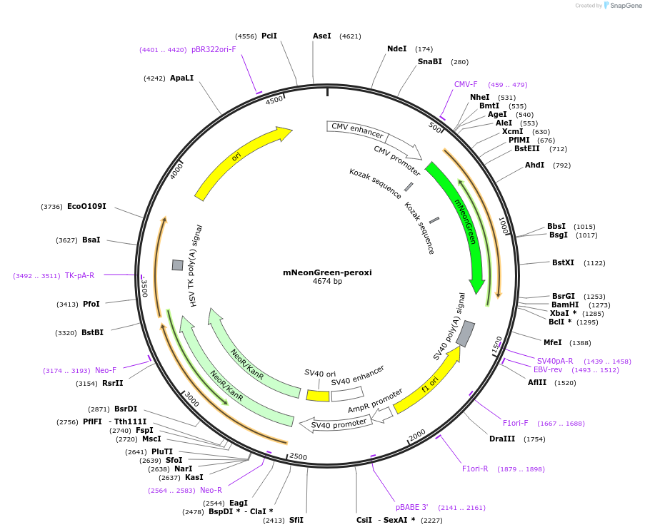 137806-plasmid-map-sequence-id-273128