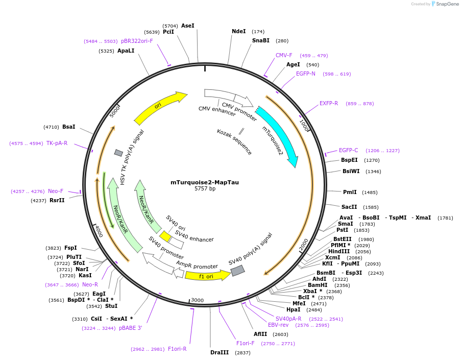 137807-plasmid-map-sequence-id-273130