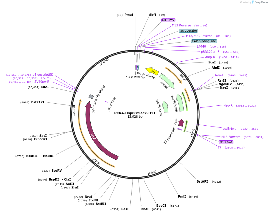 139099-plasmid-map-sequence-id-273135