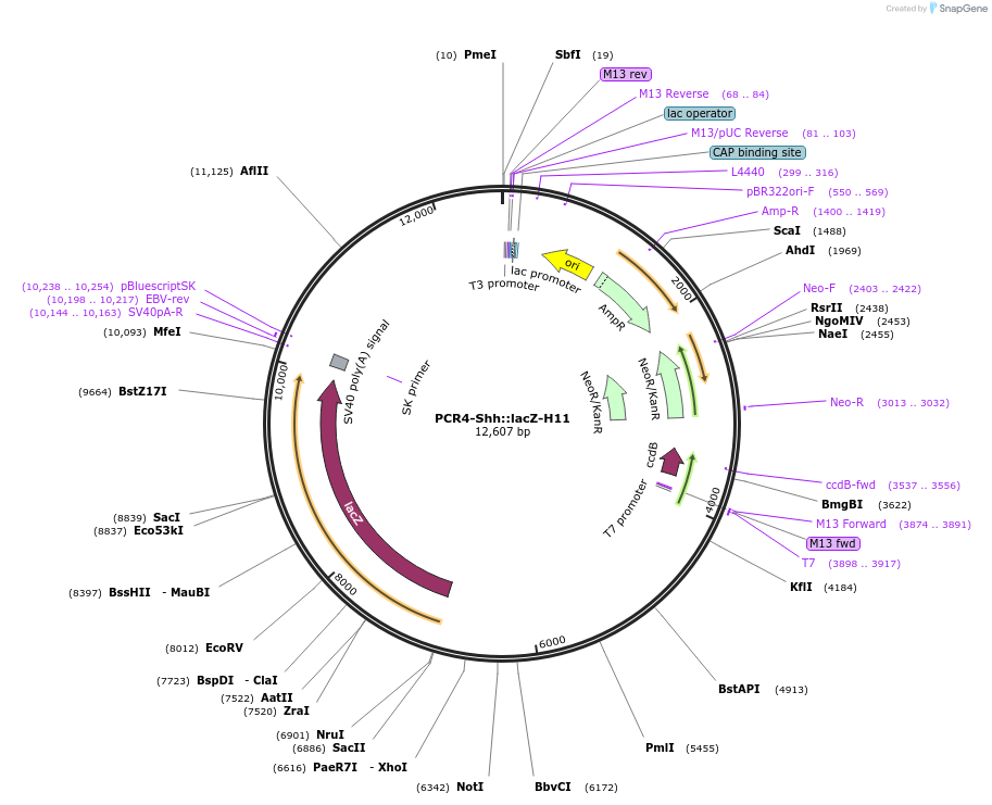 139098-plasmid-map-sequence-id-273136