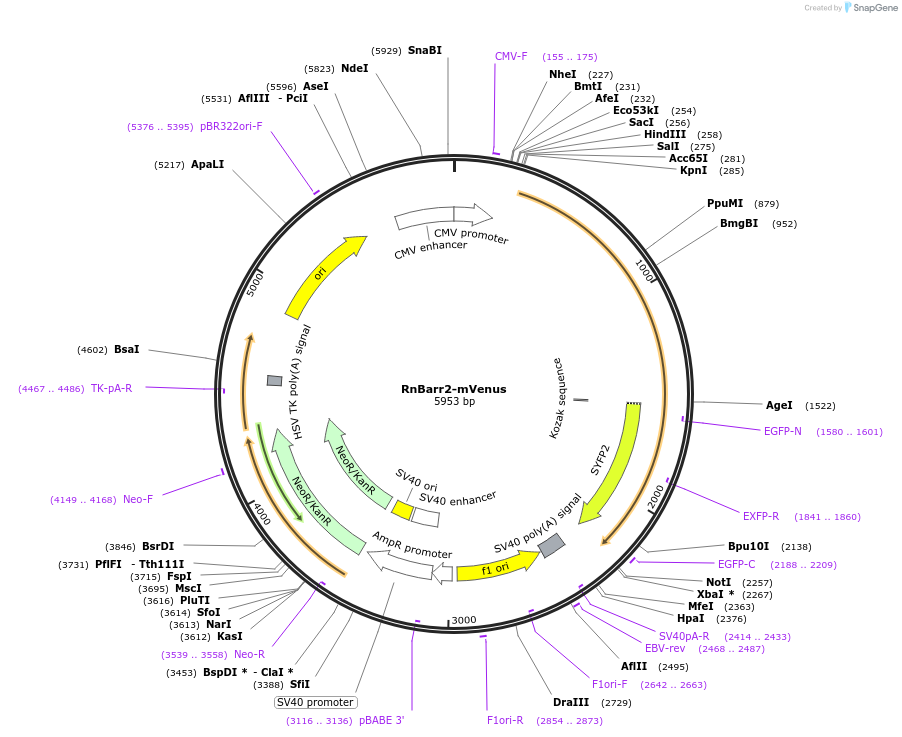 137793-plasmid-map-sequence-id-273168