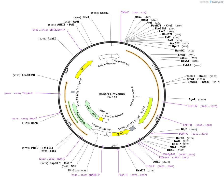 137790-plasmid-map-sequence-id-273169