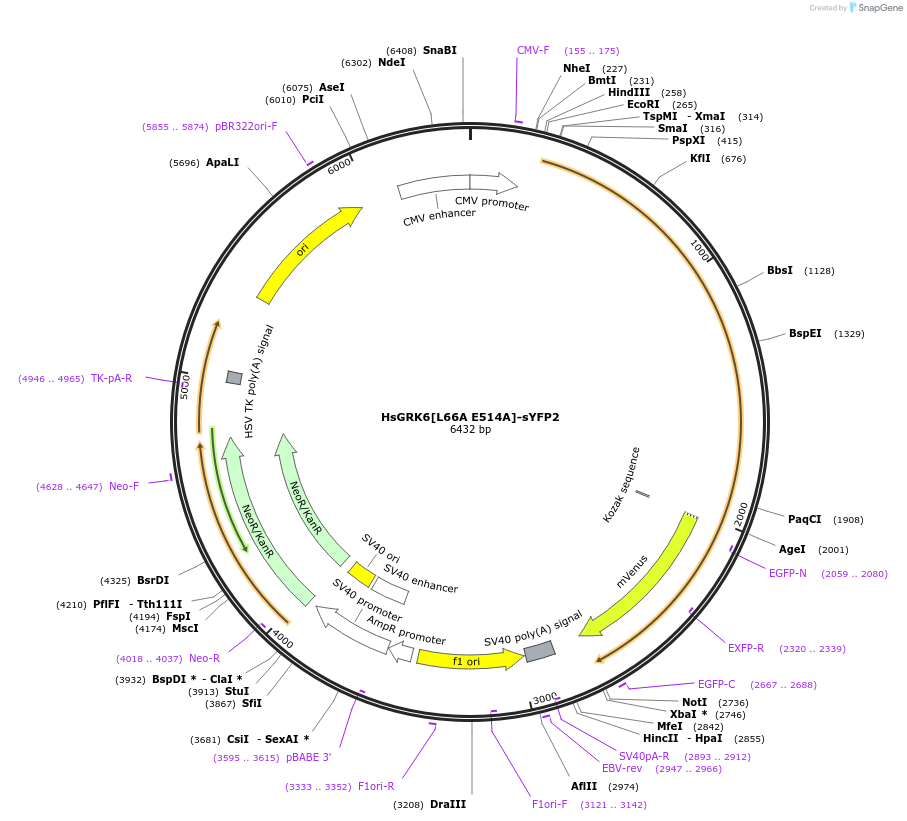 137781-plasmid-map-sequence-id-273174