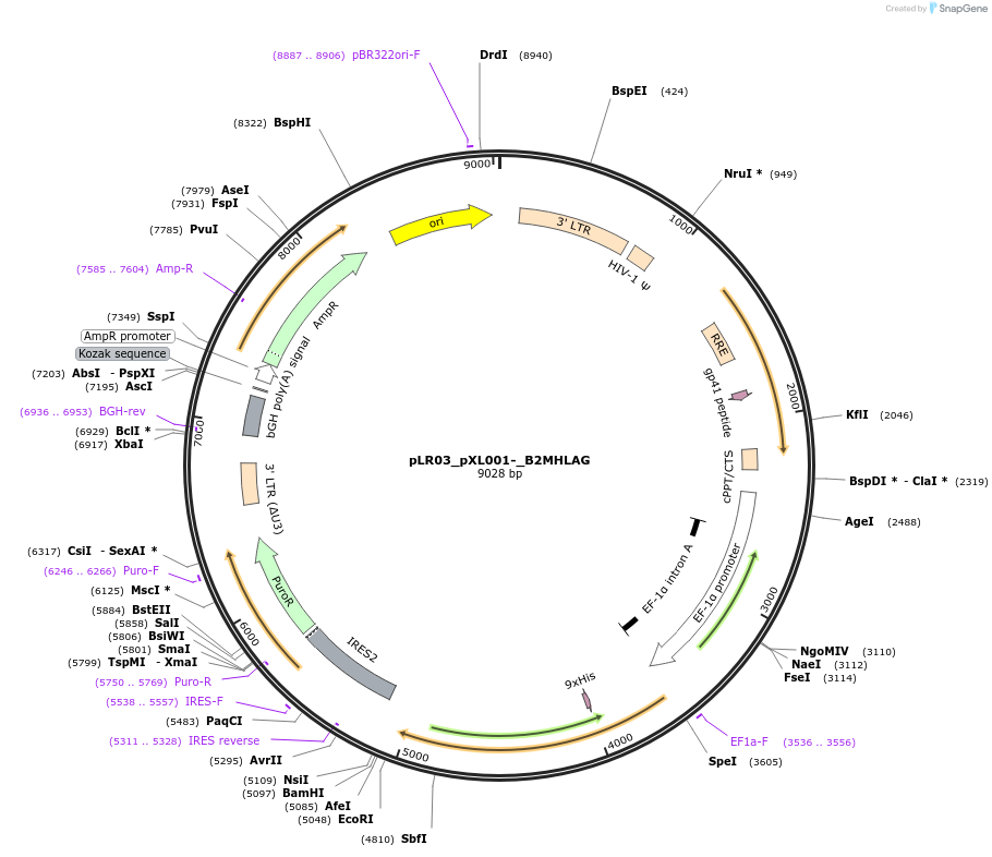 273175_map