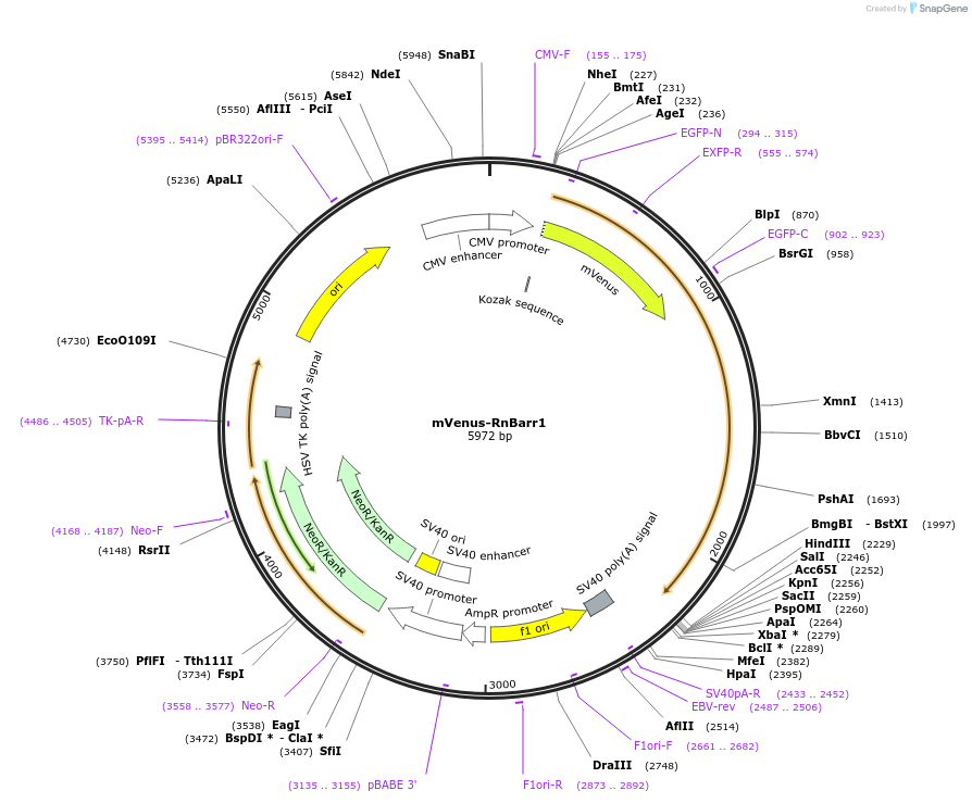 137796-plasmid-map-sequence-id-273181