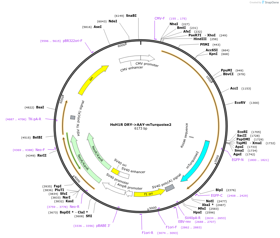 137786-plasmid-map-sequence-id-273185