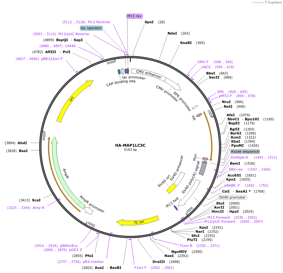 137758-plasmid-map-sequence-id-273187
