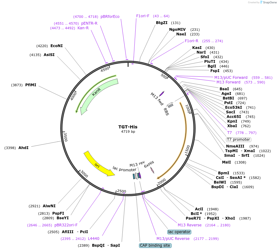 138201-plasmid-map-sequence-id-273191