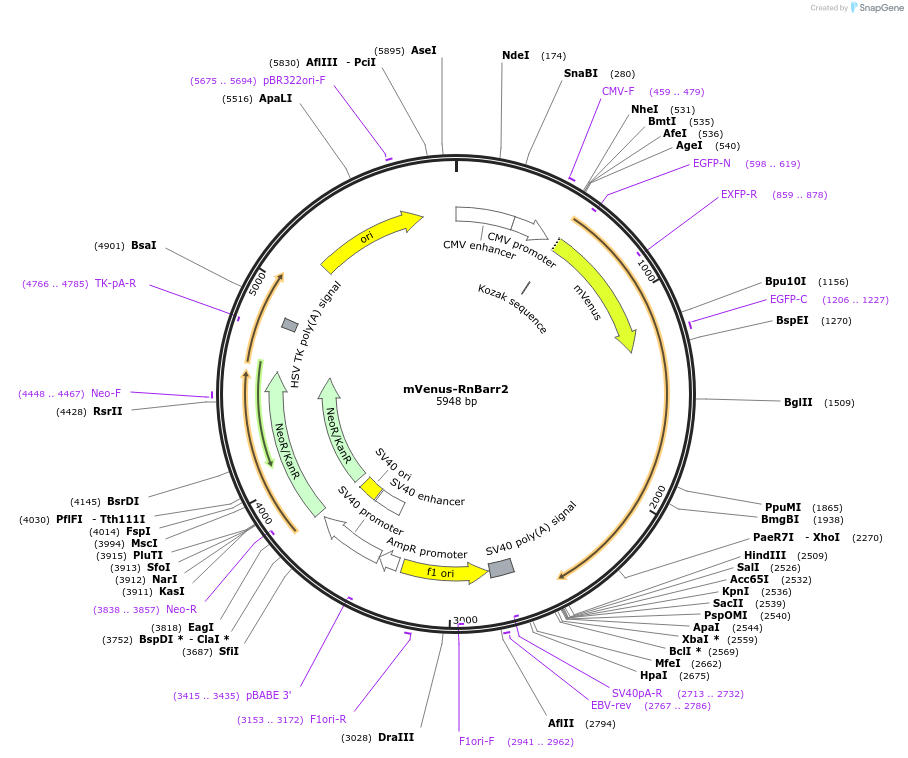 137799-plasmid-map-sequence-id-273197
