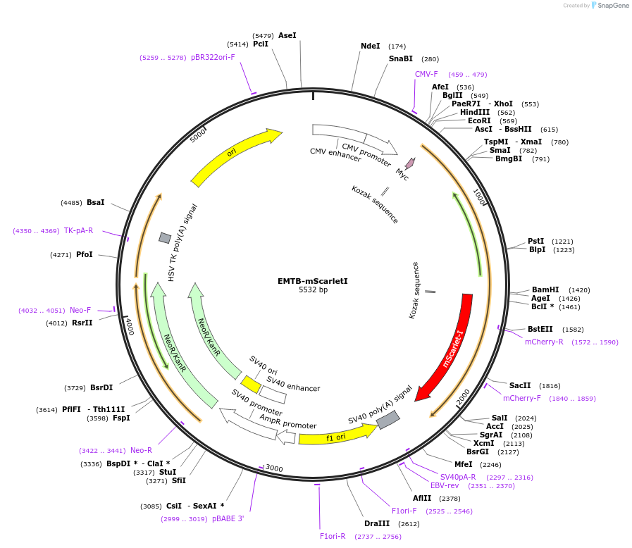 137801-plasmid-map-sequence-id-273198