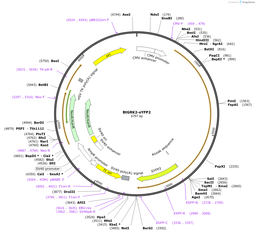 137778-plasmid-map-sequence-id-273201