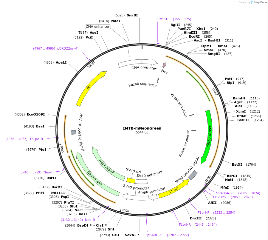 137802-plasmid-map-sequence-id-273204