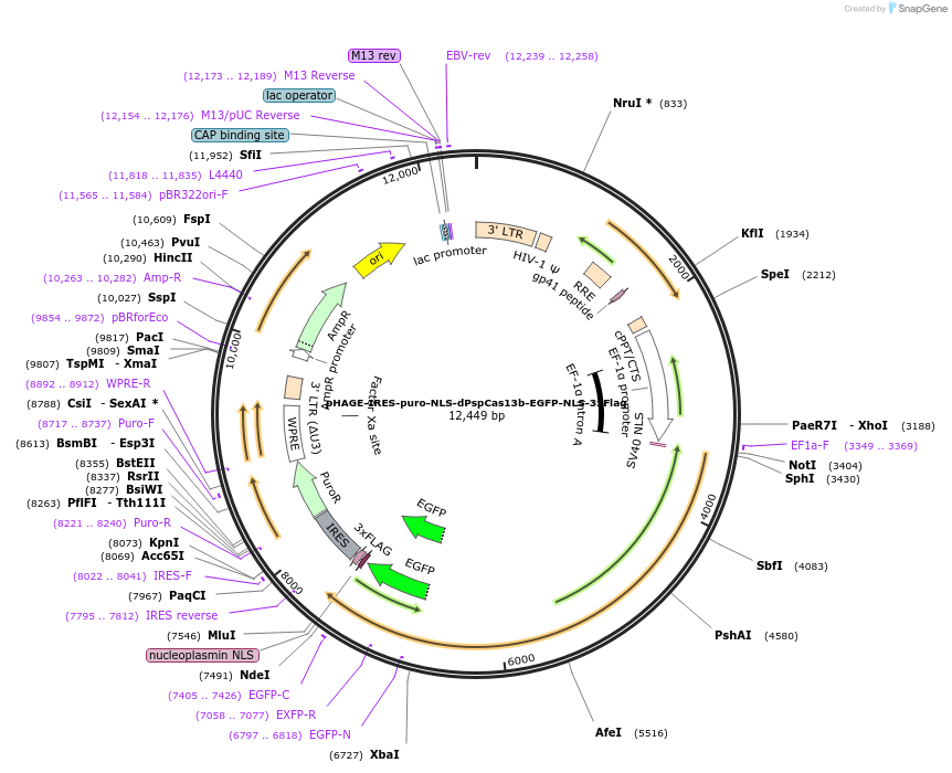 132397-plasmid-map-sequence-id-273208