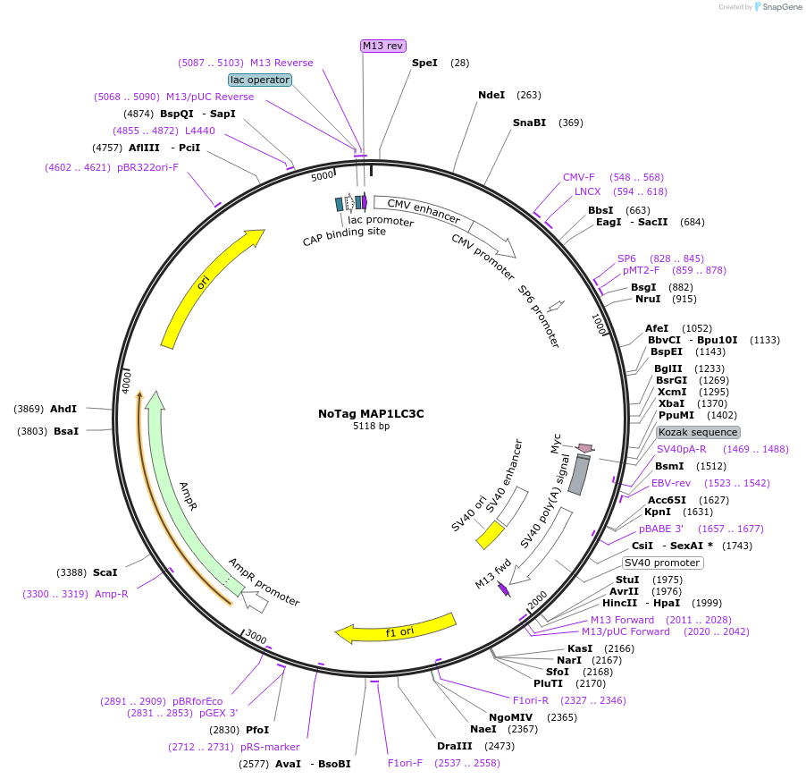 137762-plasmid-map-sequence-id-273216