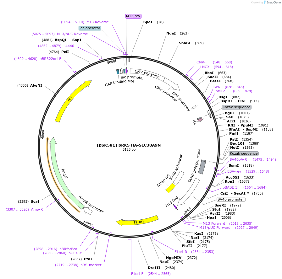 136141-plasmid-map-sequence-id-273217