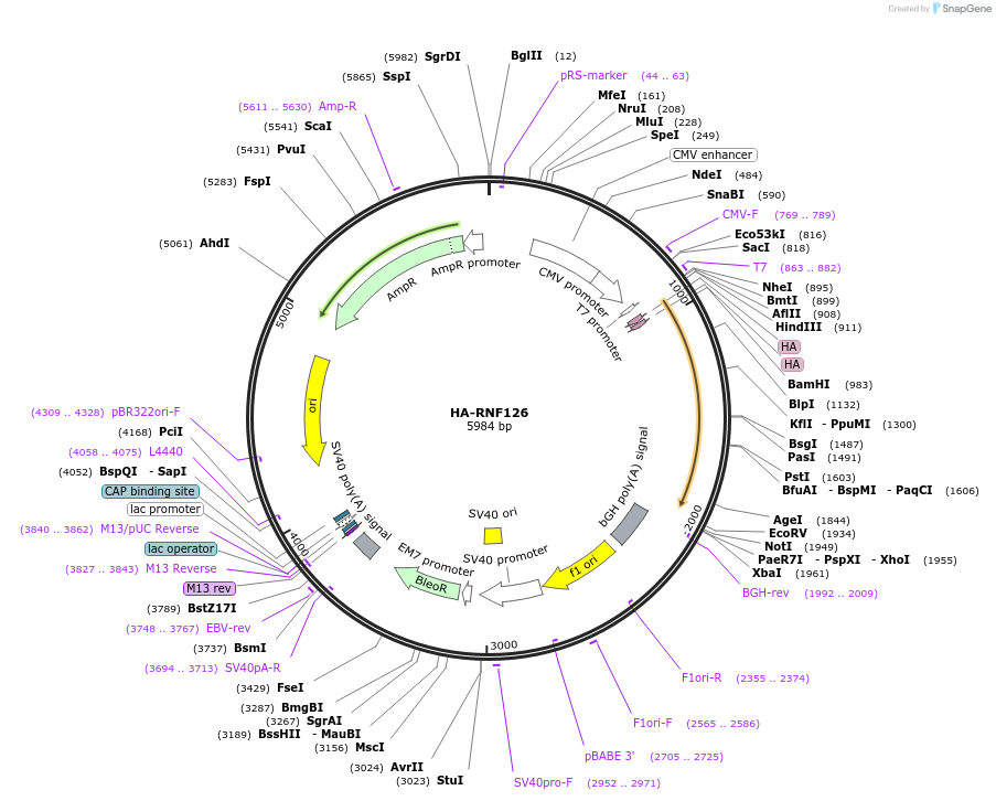 138647-plasmid-map-sequence-id-273227