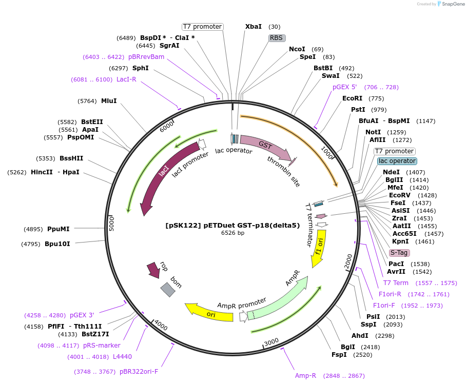 136144-plasmid-map-sequence-id-273228