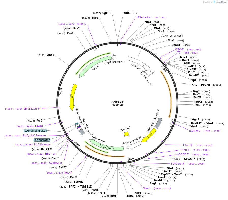 138649-plasmid-map-sequence-id-273230