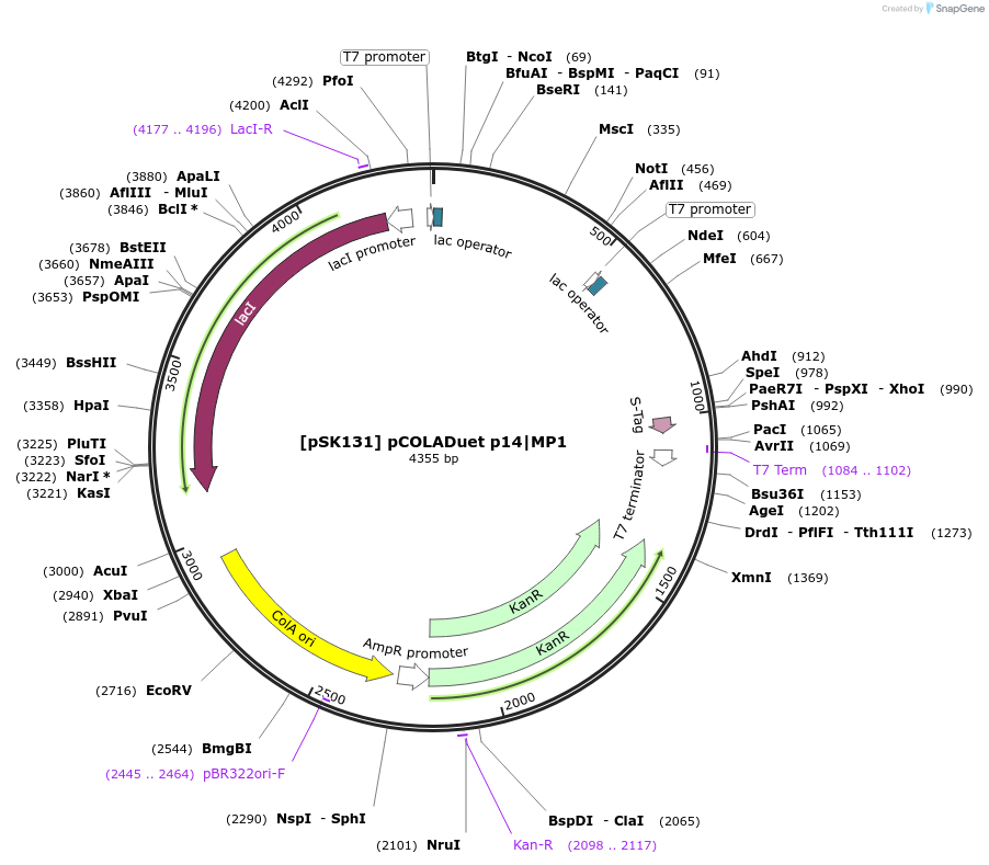 136145-plasmid-map-sequence-id-273231