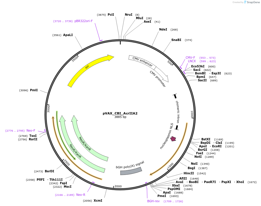 136661-plasmid-map-sequence-id-273234