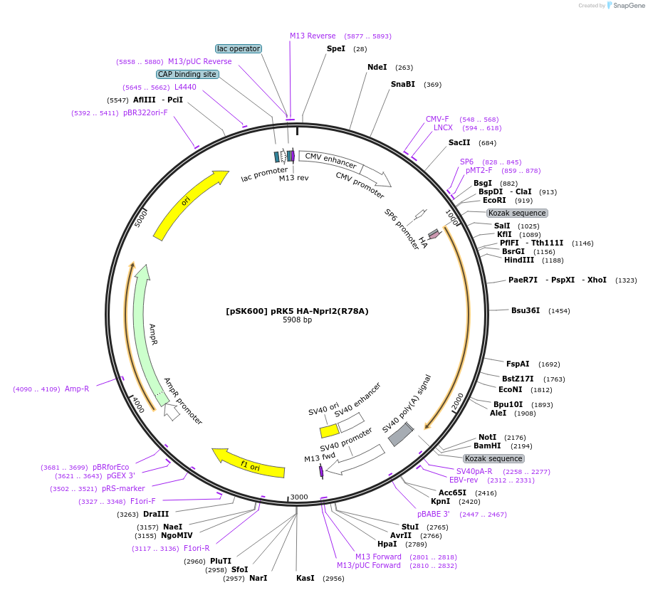 136146-plasmid-map-sequence-id-273235