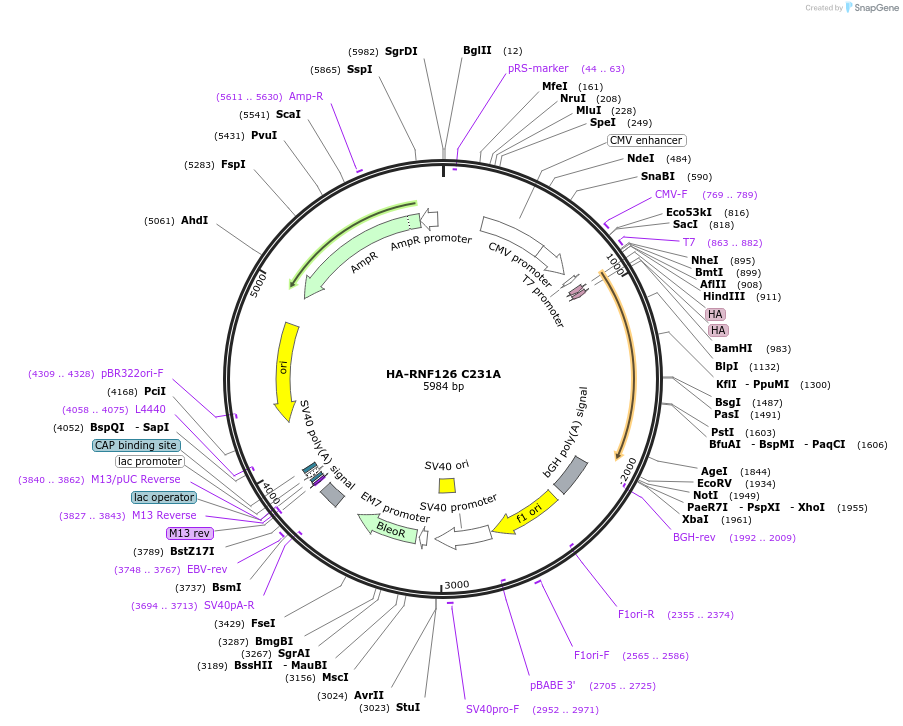 138648-plasmid-map-sequence-id-273239