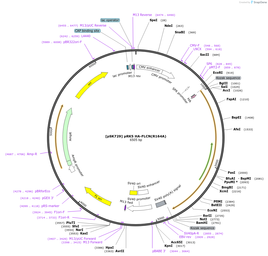 136147-plasmid-map-sequence-id-273241