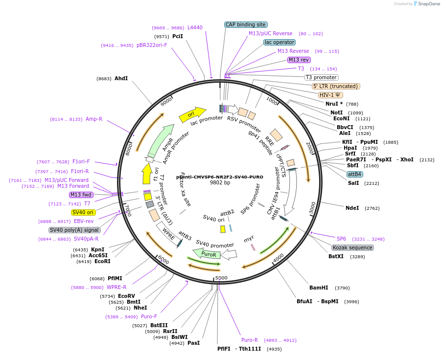 138361-plasmid-map-sequence-id-273243