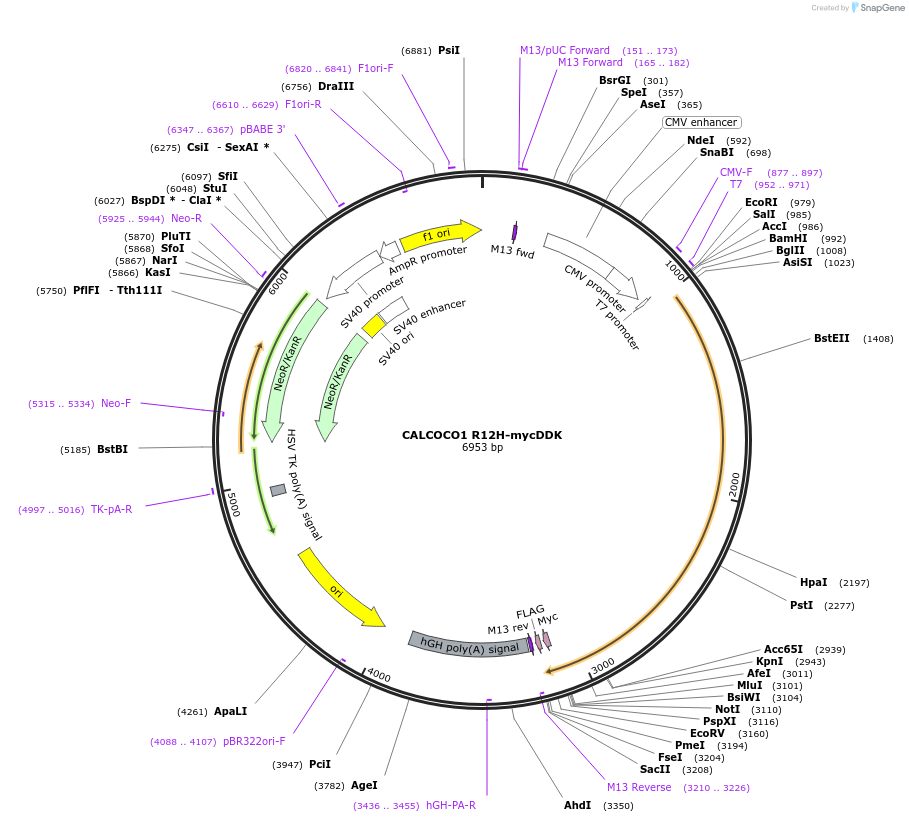 137770-plasmid-map-sequence-id-273245