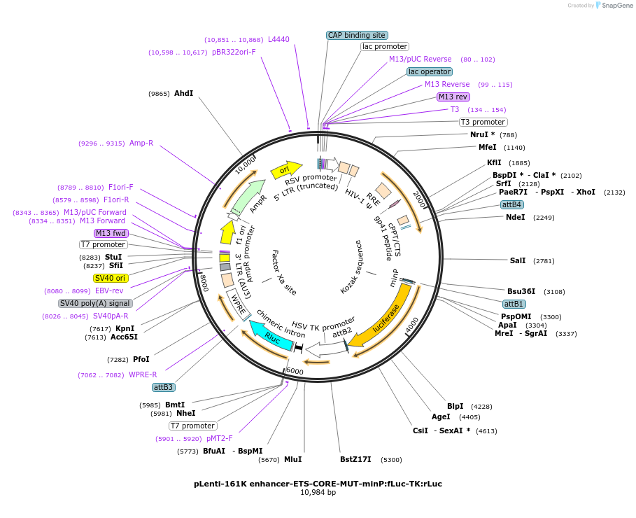 138367-plasmid-map-sequence-id-273247