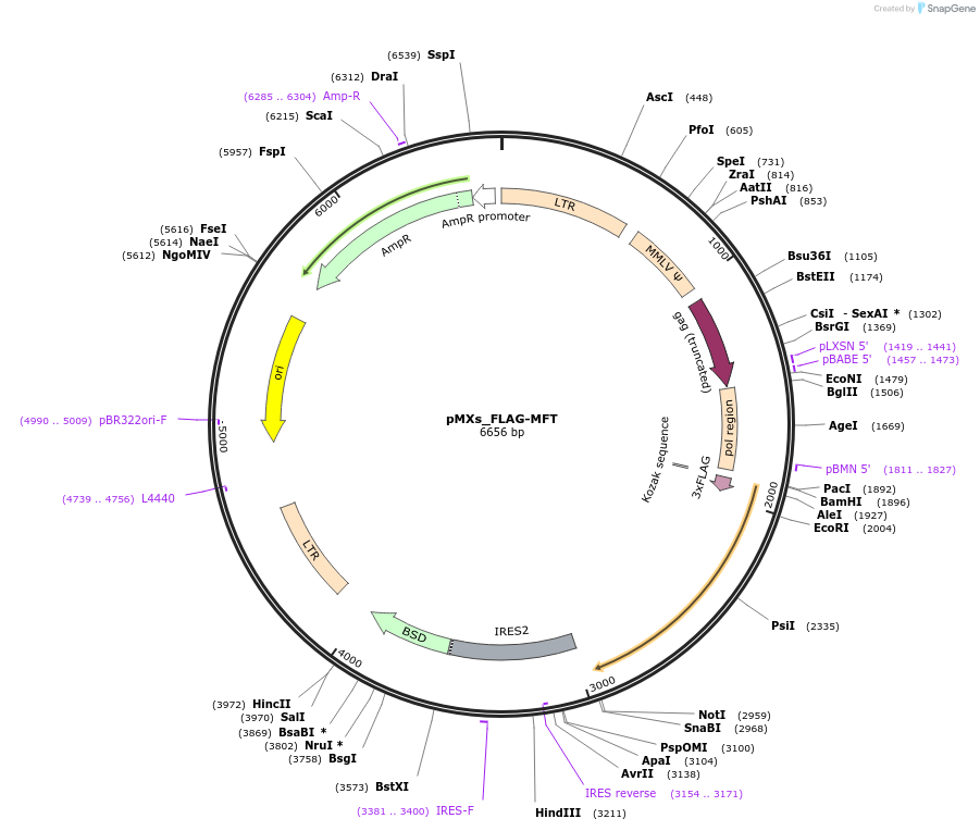 136371-plasmid-map-sequence-id-273252