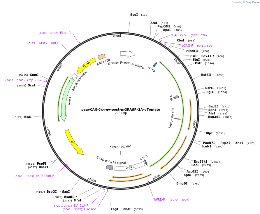 34913-plasmid-map-sequence-id-273253
