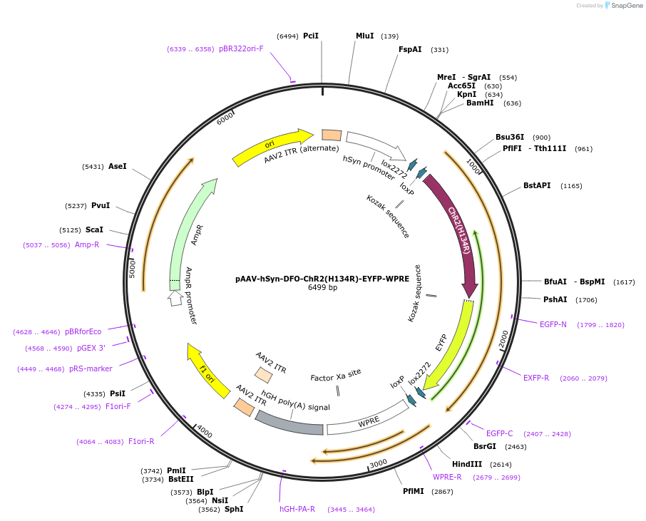 136916-plasmid-map-sequence-id-273254