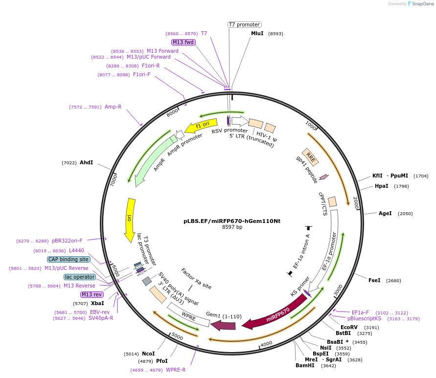 129333-plasmid-map-sequence-id-273268
