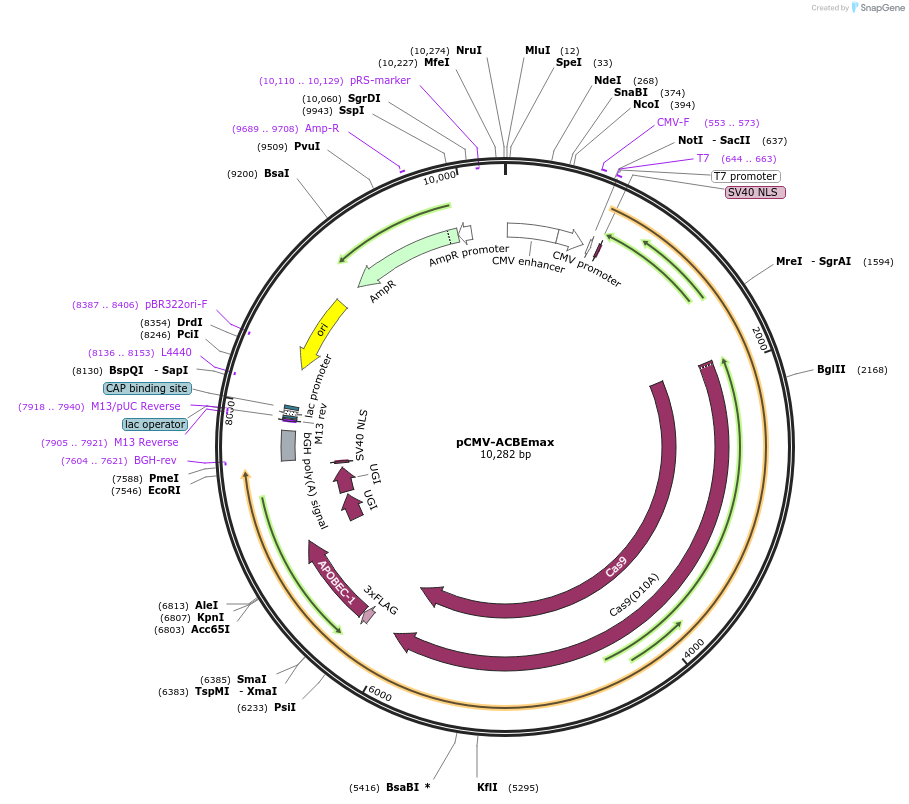 139106-plasmid-map-sequence-id-273273