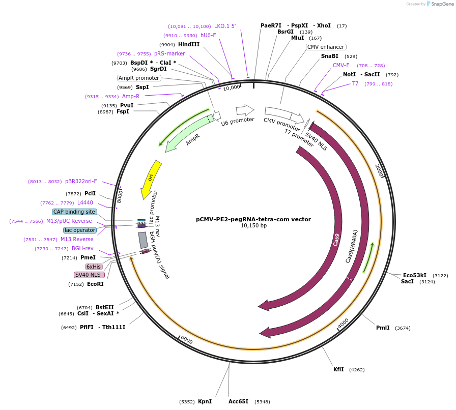 136271-plasmid-map-sequence-id-273274
